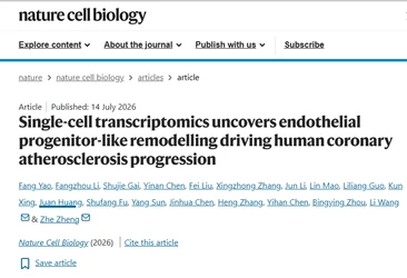 ヒト冠動脈アテローム性動脈硬化の新規内皮細胞サブタイプ発見、 循環バイオマーカー OGNの臨床的可能性が拓く 心血管トランスレーショナル研究の未来