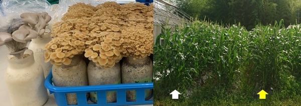 図1 コーヒー菌床で栽培したエノキタケ（右）とヒラタケ（左）（左）、図2 化成肥料（白色矢印）とコーヒー廃菌床（黄色矢印）で栽培したトウモロコシ（右）