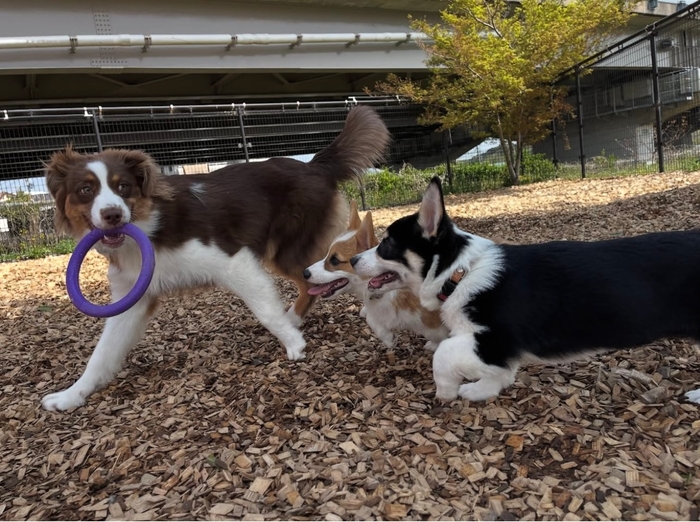 成犬と追いかけっこをする子犬