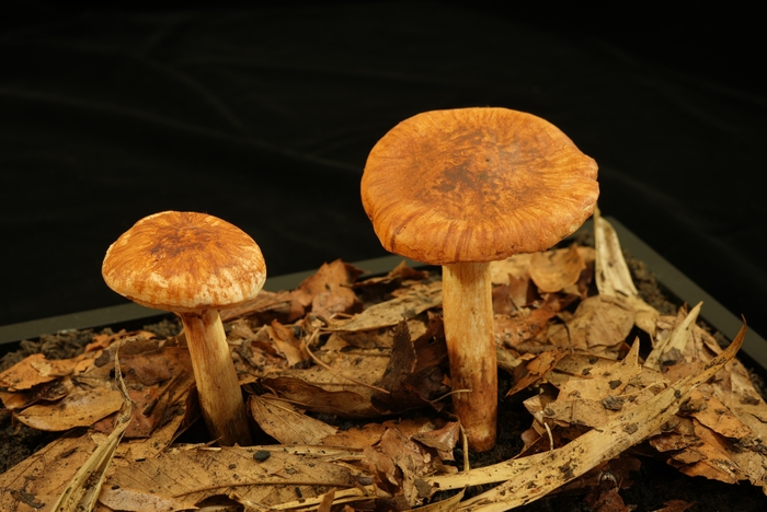 バカマツタケのレプリカ 国立科学博物館蔵