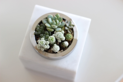 多肉植物を寄せ植えした俯瞰写真