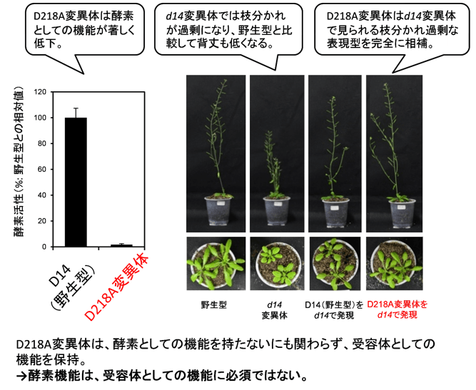 図4 加水分解能が劇的に低下した点変異導入AtD14(AtD14D218A)によるシロイヌナズナd14変異体の表現型の相補。