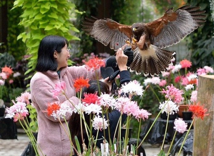 花に囲まれてバードショー