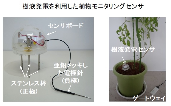 樹液発電を利用した植物モニタリングセンサ