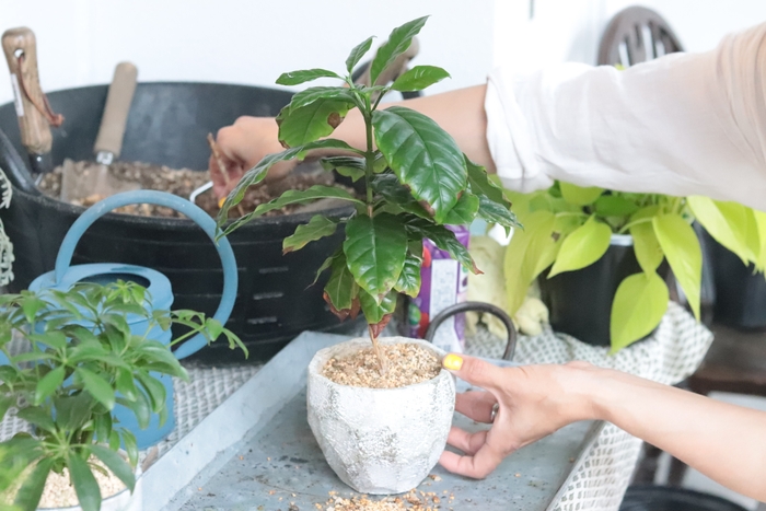 過去GREEN-FLAT(3)(植え替えサービス)