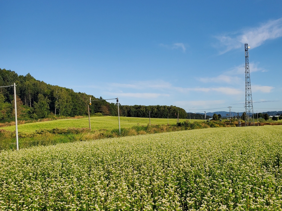 夏の北海道に広がるそば畑　ミツバチにとっては夏から秋にかけての蜜源となる