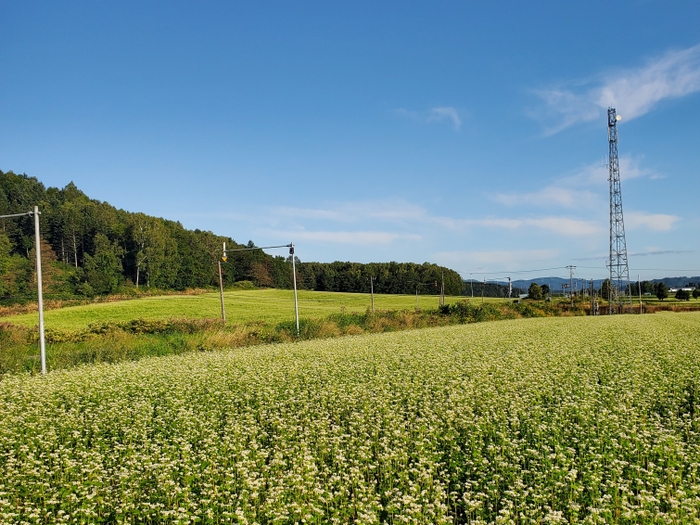 夏の北海道に広がるそば畑　ミツバチにとっては夏から秋にかけての蜜源となる