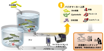 フンで見つける魚の病気　個体を傷つけることなく陸上養殖魚の病気を見つけ出すバイオマーカーを特定