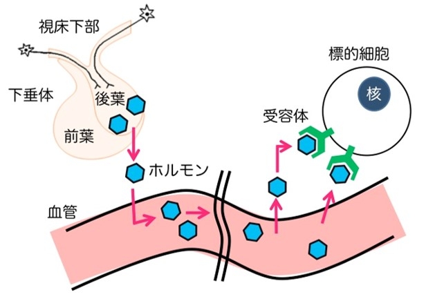 図3．神経内分泌系：視床下部—下垂体後葉系の作用メカニズムを示した模式図です。神経内分泌系では、ホルモンが血流（呼吸—循環器系）を介して作用することが前提となります。