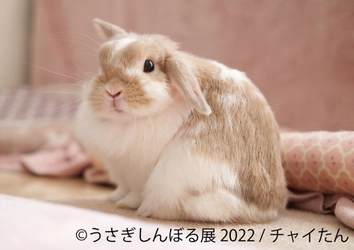 “うさぎイベントの祭典”7周年！うさぎ作品＆グッズ 新作多数 「うさぎしんぼる展 2022」過去最大規模で9/16(金)～東京開催