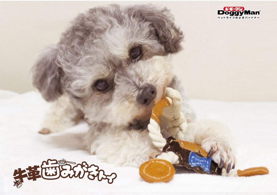 牛革歯みがきトイ 使用イメージ