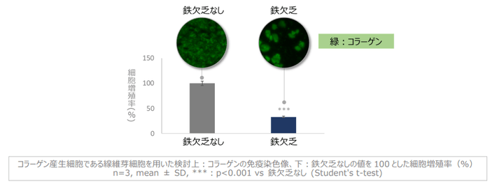 図1　鉄欠乏によるコラーゲン産生細胞の増殖抑制とコラーゲンの減少