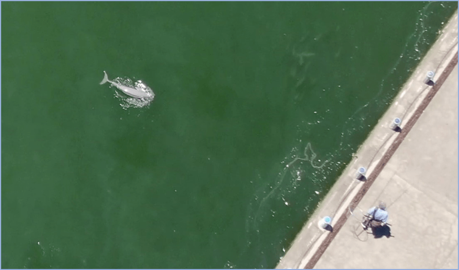 千葉科学大学前の銚子マリーナ スナメリと釣り人