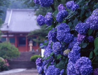 ～関西随一のあじさい寺～ 矢田寺への臨時バスを運行します