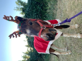 期間限定ディナーと動物たちとの触れ合いで素敵なクリスマスを 淡路島 のじまスコーラ「クリスマス限定イベント」12 月開催