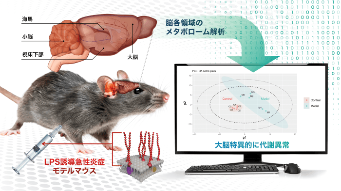 本研究の概要図（炎症モデルマウスの脳を解析し、大脳の代謝異常を確認）