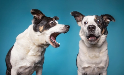 犬の無駄吠えをしつけによって改善しよう！無駄吠えをする愛犬のしつけ方