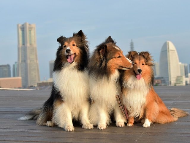 2018年版エントリー画像/シェットランド・シープドッグ