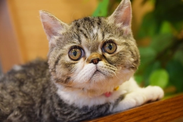 日本初(※)・短足ネコ専門「猫カフェもふにゃん」、 世界でも珍しい種類の“ラムキン”の女の子が店頭デビュー！