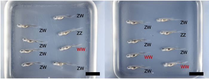 図1：雌性発生により生まれたチョウザメの浮上稚魚（授精後20日齢のベステルF3：ZZ＝オス、ZW＝メス、WW=超メス、黒棒＝10mm）