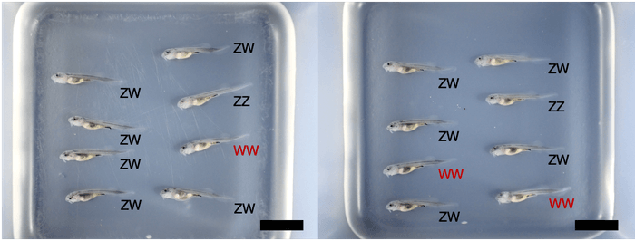 図1:雌性発生により生まれたチョウザメの浮上稚魚(授精後20日齢のベステルF3:ZZ=オス、ZW=メス、WW=超メス、黒棒=10mm)