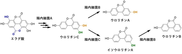 ポリフェノール学会図2