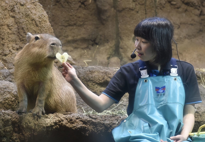 カピバラにバレンタインのプレゼント