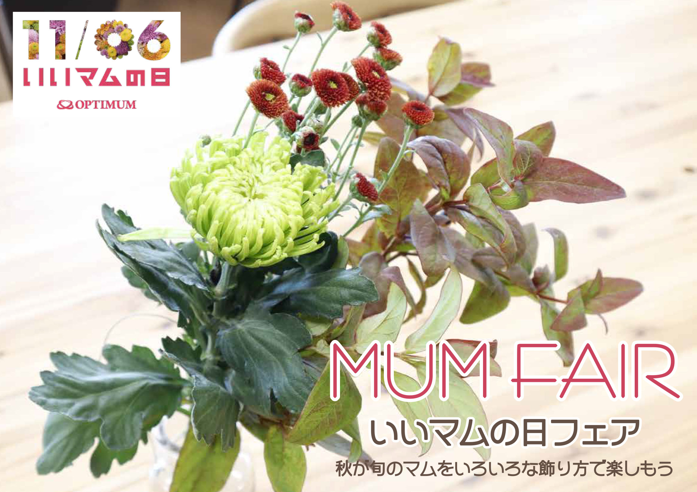 菊苗 ジジ ガーデンマム 白 6寸鉢 美品！苗 植物 - 植物/観葉植物