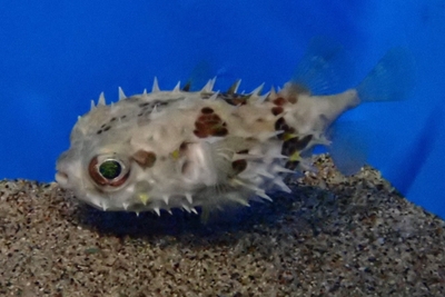 メイタイシガキフグ