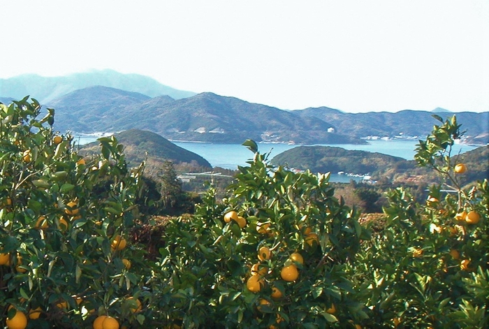 宇和島市のみかん畑