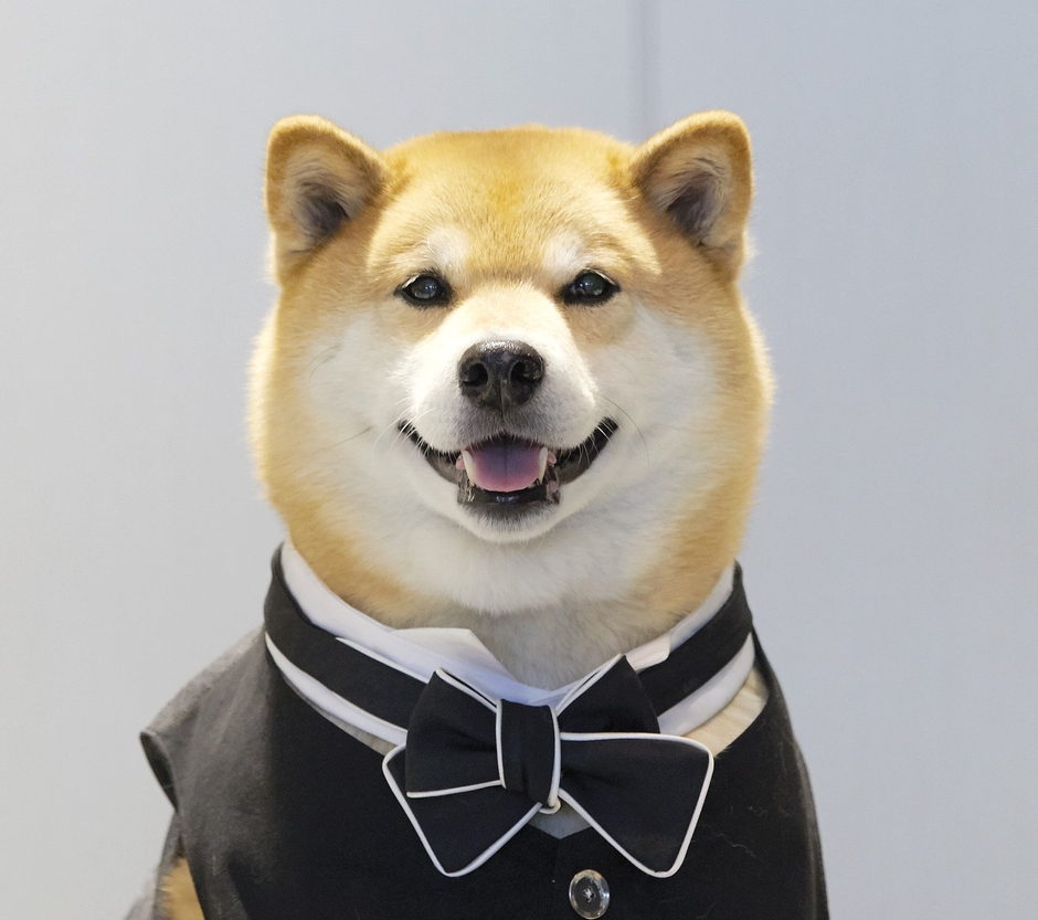 柴犬まる　写真