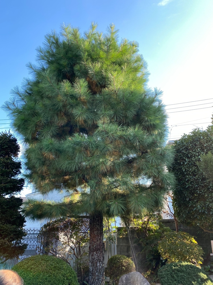 大きな木の剪定前