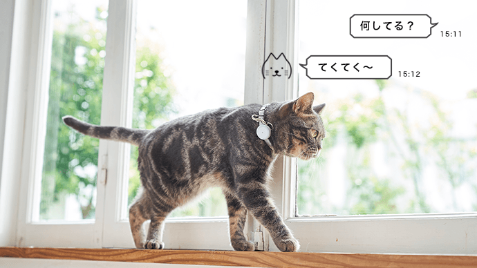 猫　イメージ