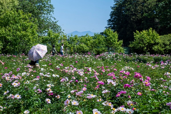 2025年度は47日間の開園「つくば牡丹園」 「PEONY GARDEN(ピオニーガーデン) 2025」 4月9日(水)～5月25日(日)