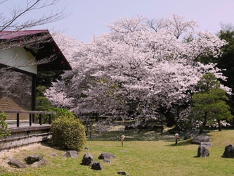 原鶴温泉一の大桜を愉しむ花見プランを期間限定提供　 福岡・原鶴温泉の老舗「ホテルパーレンス小野屋」、 部屋から食事まで桜尽くし 日帰り・宿泊の“観桜プラン”3月29日～4月8日