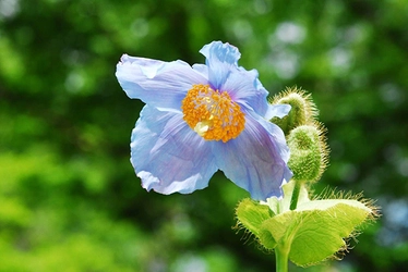 六甲高山植物園】秘境に咲く神秘の花 「ヒマラヤの青いケシ」が見頃を迎えました！