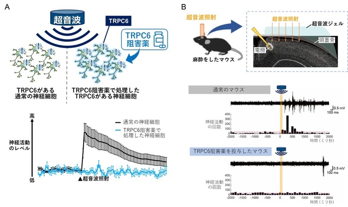 図3.薬によってTRPC6をブロックすると超音波による神経活動の増加が抑えられる