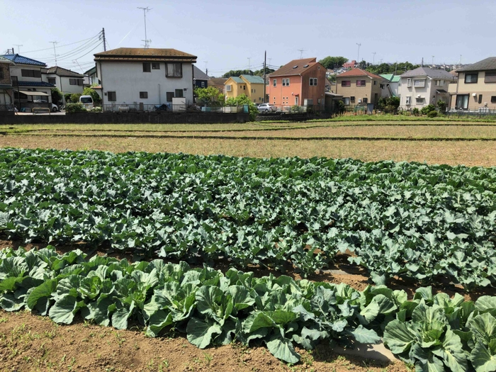 ファームマチダ東京_畑