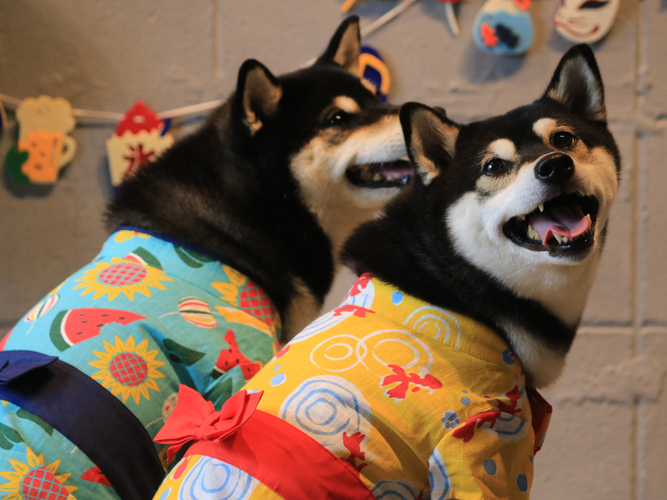 「ペット 浴衣（Natsuyasumi、Kingyo）」夏にぴったりのペット用の浴衣です。夏休みをテーマにしたモチーフのインパクトがあるデザインがポイント。ペットも夏を満喫できるアイテムです。　※着用サイズ：M