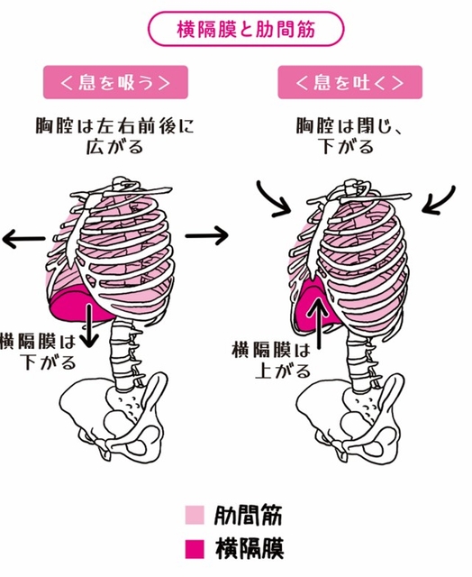 「長生き呼吸」 で「横隔膜」と「肋間筋」をコントロール