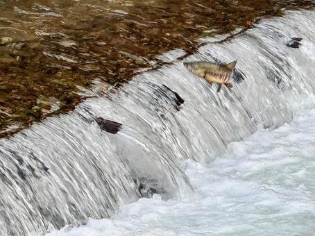 鮭の遡上の様子が見れる