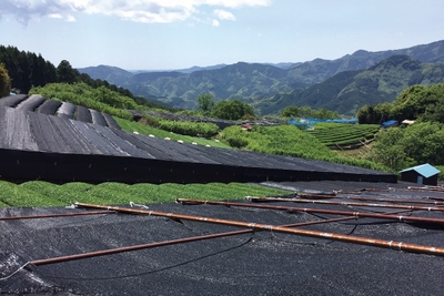 静岡県の自然豊かな山間地域で被覆栽培されている碾茶