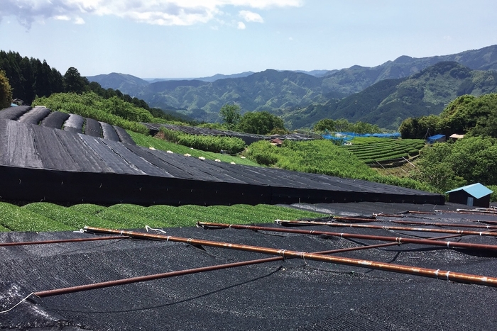 静岡県の自然豊かな山間地域で被覆栽培されている碾茶