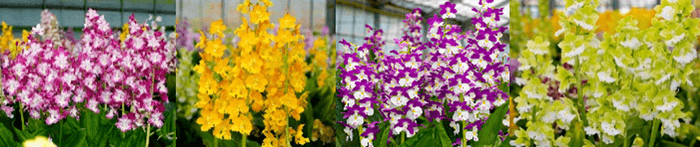 展示予定花 えびね