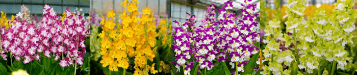 展示予定花 えびね