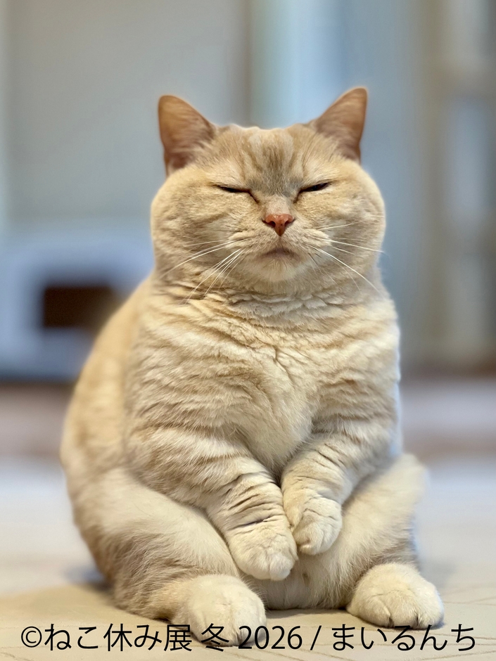 展示作品：まいるんち