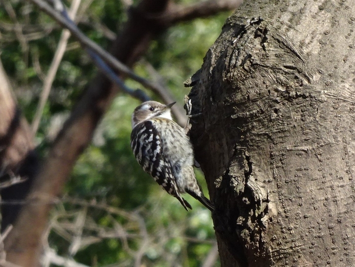 つぶらな瞳が可愛いですね(コゲラ)