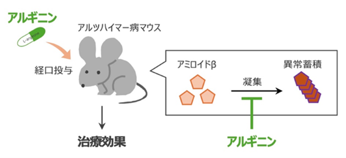図1 アルギニンがアミロイドβの凝集を抑え、治療効果を示すことを確認
