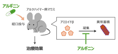 図1 アルギニンがアミロイドβの凝集を抑え、治療効果を示すことを確認