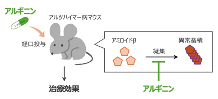 図1 アルギニンがアミロイドβの凝集を抑え、治療効果を示すことを確認